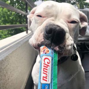snack-cremoso-churu-perro-2.jpg